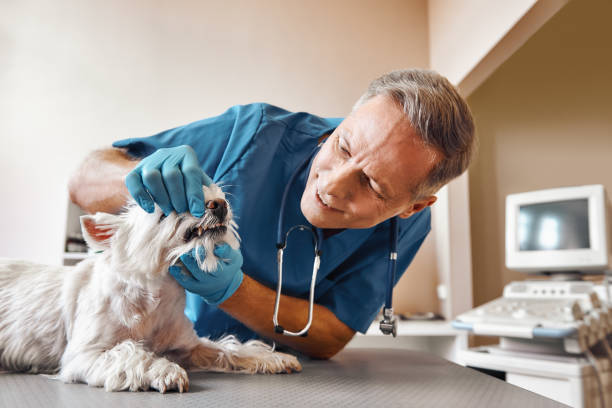 Best Emergency Care for Gum Disease in Swissvale, PA